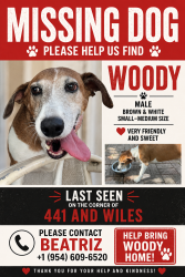 Lost Male Dog last seen Wiles rd and 66th. Near target, Coral Springs, FL 33067