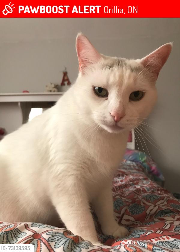 Lost Male Cat last seen Bleeker & colborne st w, Orillia, ON 