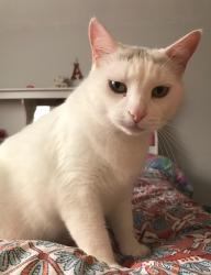 Lost Male Cat last seen Bleeker & colborne st w, Orillia, ON 