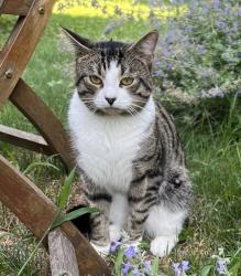 Found/Stray Male Cat last seen Brookside/Woodlawn/Richmond Hill Rd, Norwalk, CT 06854