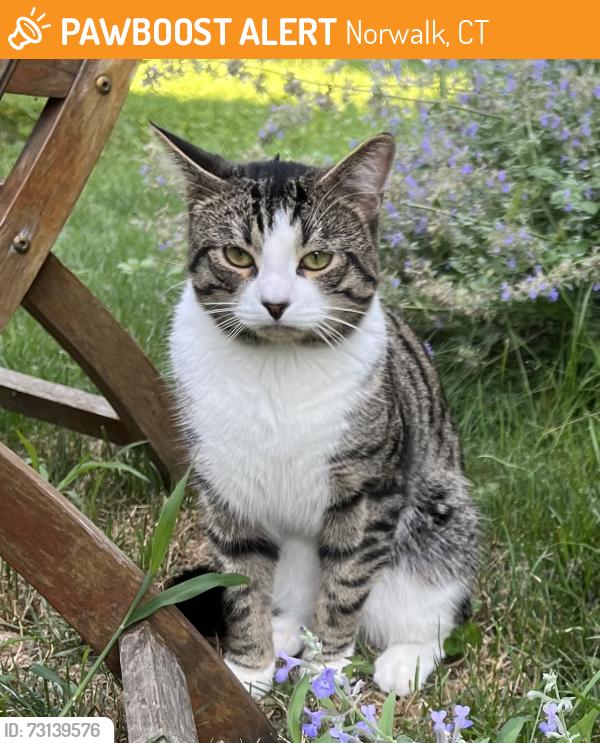 Found/Stray Male Cat last seen Brookside/Woodlawn/Richmond Hill Rd, Norwalk, CT 06854