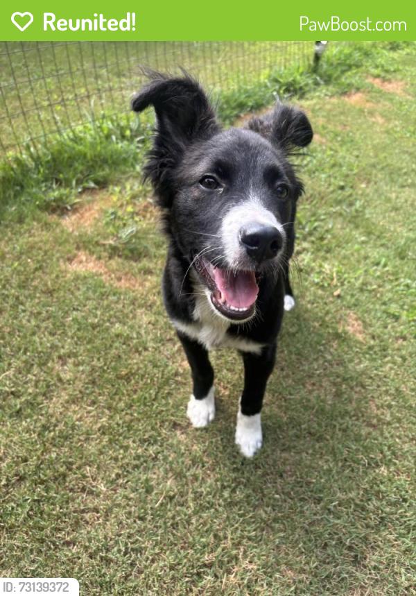 Reunited Male Dog last seen Pritchards Dr, South Carolina 29625, USA, Anderson County, SC 29625