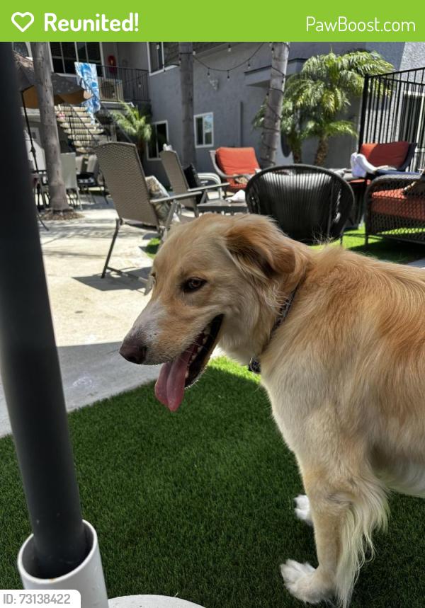 Reunited Female Dog last seen Grand Ave, San Diego, CA 92109, USA, San Diego, CA 92109