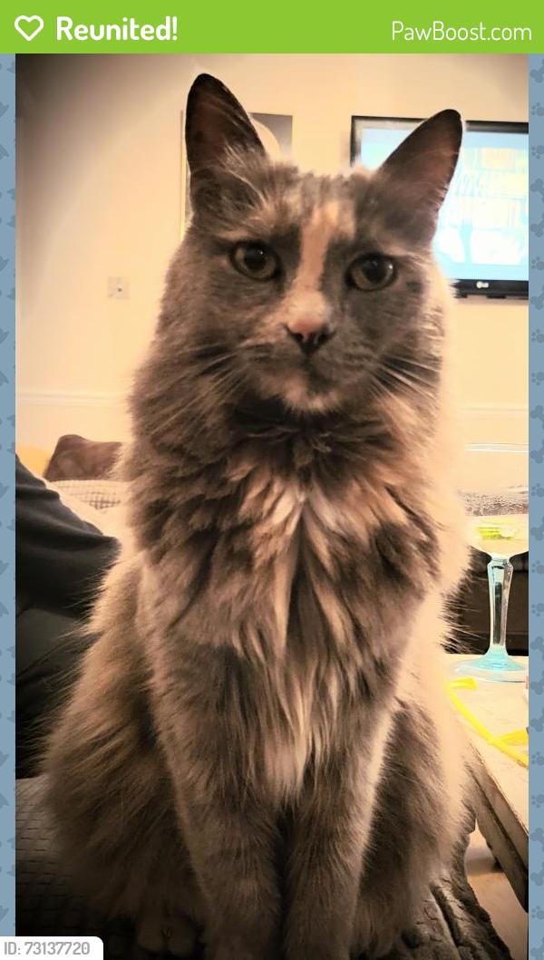 Reunited Female Cat last seen Tonfield rd, Greater London, England SM3 9JS