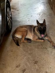 Found/Stray Female Dog last seen Kimberly Drive & Hawthorne Drive, Asheboro, NC 27205