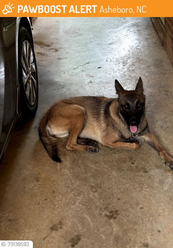 Found/Stray Female Dog last seen Kimberly Drive & Hawthorne Drive, Asheboro, NC 27205