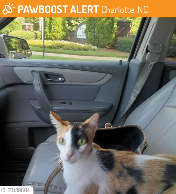 Found/Stray Female Cat last seen University city, Charlotte, NC 28213