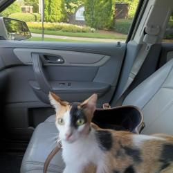 Found/Stray Female Cat last seen University city, Charlotte, NC 28213
