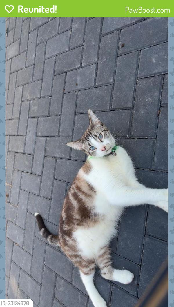 Reunited Male Cat last seen Hamar Way, West Midlands, England 