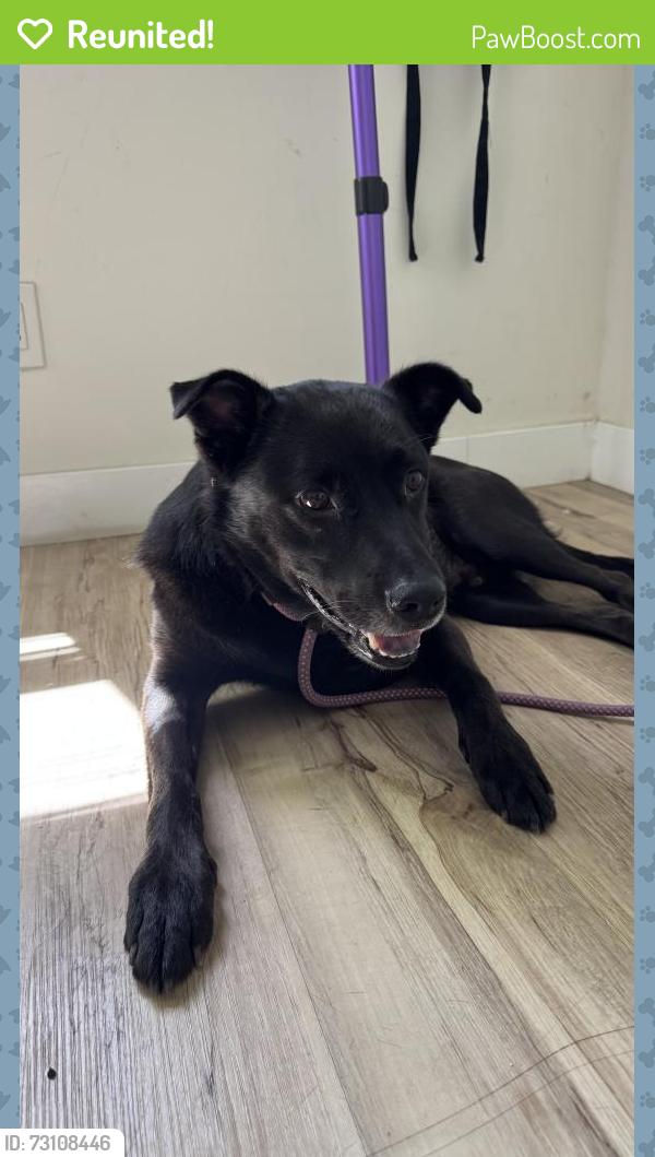 Reunited Male Dog last seen Near Williams ave, La Mesa, CA 91942