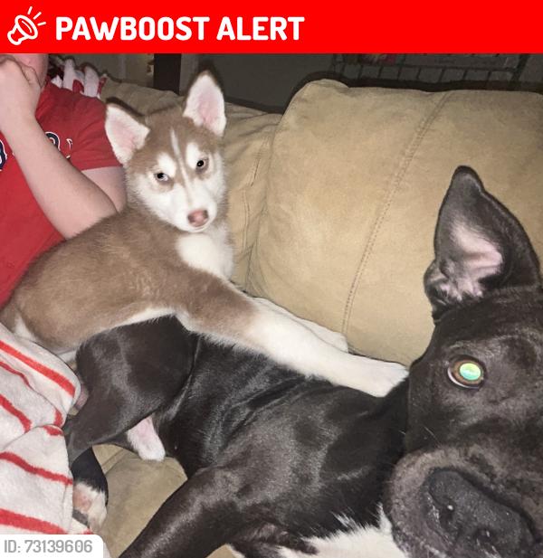 Lost Female Dog last seen Hightower, North Richland Hills, TX 76182