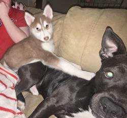 Lost Female Dog last seen Hightower, North Richland Hills, TX 76182