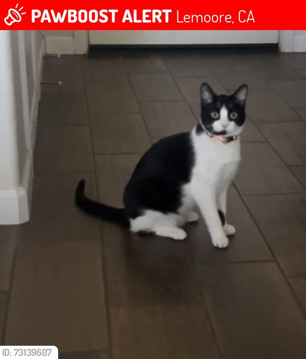 Lost Female Cat last seen Iona and 17th, Lemoore, CA 93245