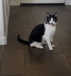 Lost Female Cat last seen Iona and 17th, Lemoore, CA 93245