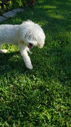 Lost Female Dog last seen Quail Valley & N Tarrant Pkwy, Fort Worth, TX 76244