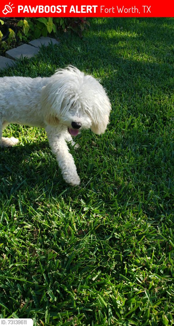 Lost Female Dog last seen Quail Valley & N Tarrant Pkwy, Fort Worth, TX 76244