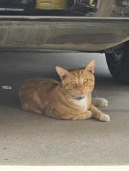Lost Male Cat last seen Holzworth, Spring, TX 77388