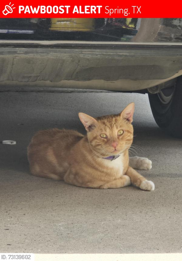 Lost Male Cat last seen Holzworth, Spring, TX 77388