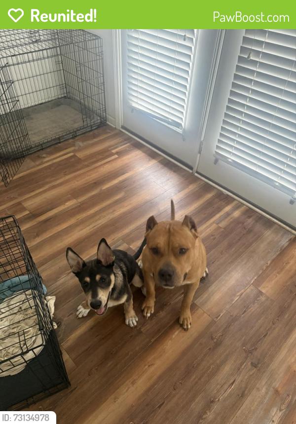 Reunited Male Dog last seen Overhills creek, Spring Lake, NC 28390