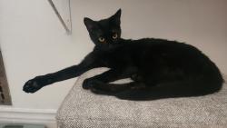 Lost Female Cat last seen La Corta Street, Lemon Grove, CA 91945
