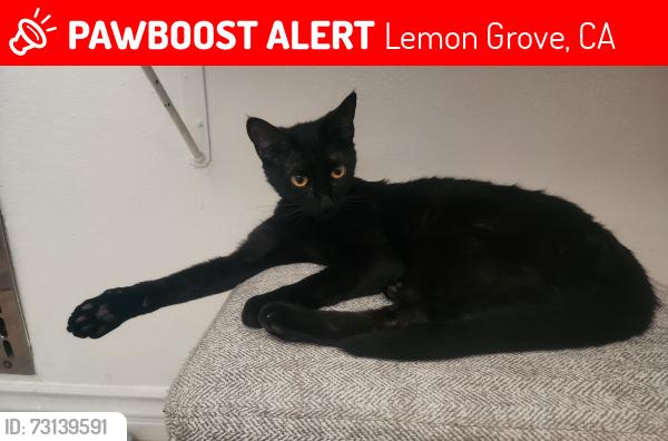 Lost Female Cat last seen La Corta Street, Lemon Grove, CA 91945