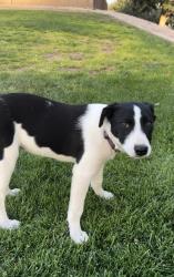 Reunited Female Dog last seen E Broadway RD & S Signal Butte RD, Mesa, AZ 85208