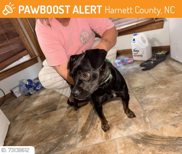 Found/Stray Female Dog last seen Not far from Broadway zoo, Harnett County, NC 27505