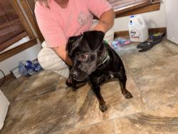 Found/Stray Female Dog last seen Not far from Broadway zoo, Harnett County, NC 27505