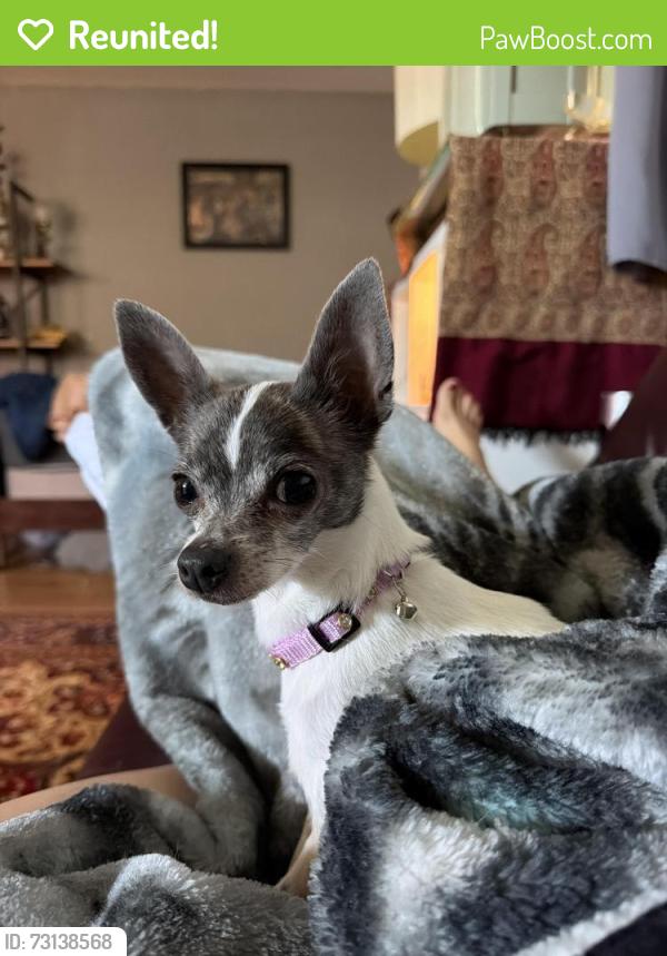 Reunited Female Dog last seen Near Gilda Way San Jose, CA 95124 United States, San Jose, CA 95124