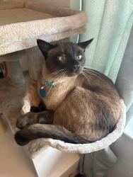 Lost Male Cat last seen Near Ludlam Rd Miami Fl, Miami, FL 33155