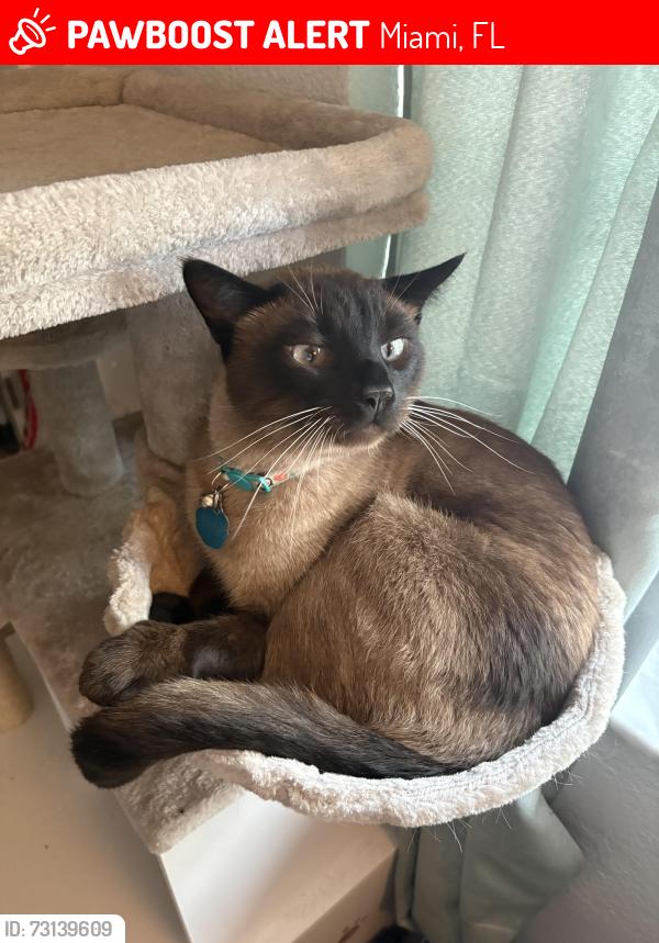 Lost Male Cat last seen Near Ludlam Rd Miami Fl, Miami, FL 33155