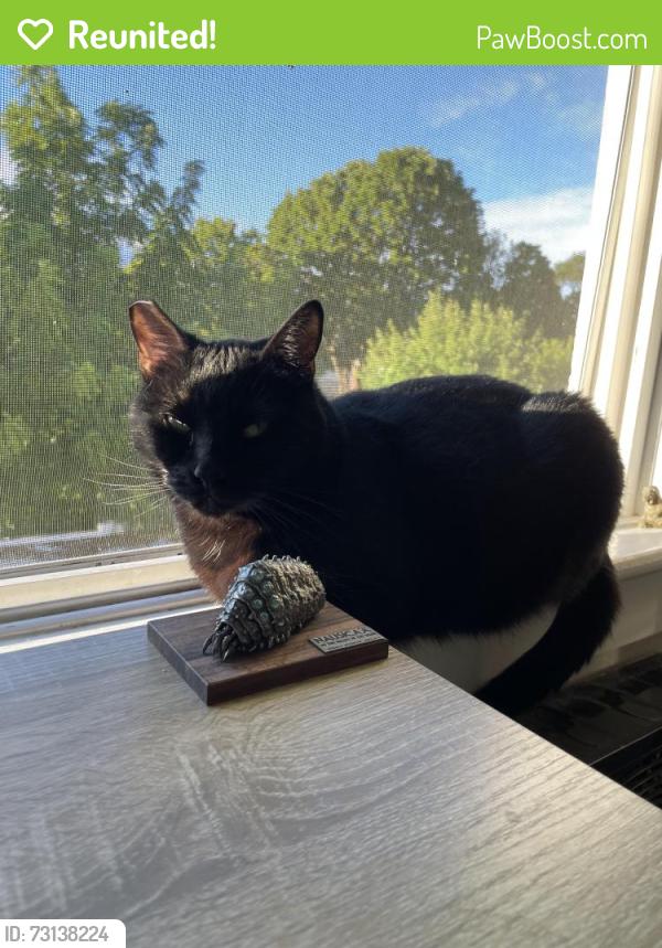 Reunited Female Cat last seen Division and 22nd, Portland, OR 97202