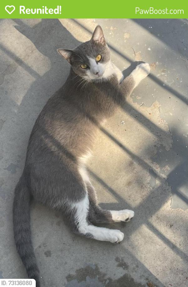 Reunited Male Cat last seen Fiesta Grocery store on Berry and Miller, Fort Worth, TX 76105