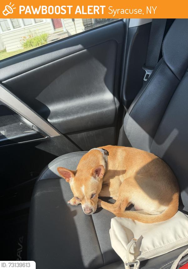 Found/Stray Male Dog last seen Grant middle School, Syracuse, NY 13208