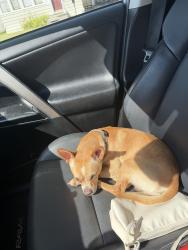 Found/Stray Male Dog last seen Grant middle School, Syracuse, NY 13208