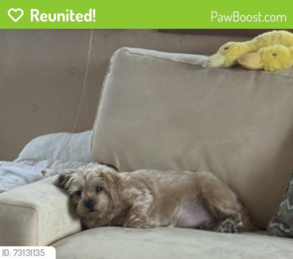 Reunited Female Dog last seen Near frog rock rd, Armonk, NY 10504