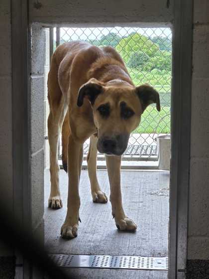 Shelter Stray Male Dog last seen Near S & M Houston Dr, Sevierville PD, TN, 1008 Old Knoxville Hwy, Sevierville, TN 37862, USA