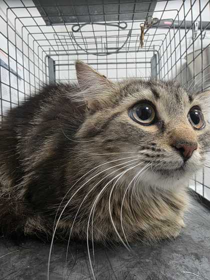 Shelter Stray Female Cat last seen Near Norlil Rd, Sevier County ACO, TN, 1008 Old Knoxville Hwy, Sevierville, TN 37862, USA