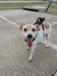 Shelter Stray Male Dog last seen Near S Main, Keller, TX, 330 Rufe Snow Dr, Keller, TX 76248, USA