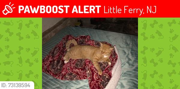 Lost Male Cat last seen Robby Rd and Union Avenue, Little Ferry, NJ 07643