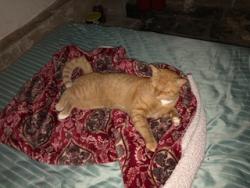 Lost Male Cat last seen Robby Rd and Union Avenue, Little Ferry, NJ 07643
