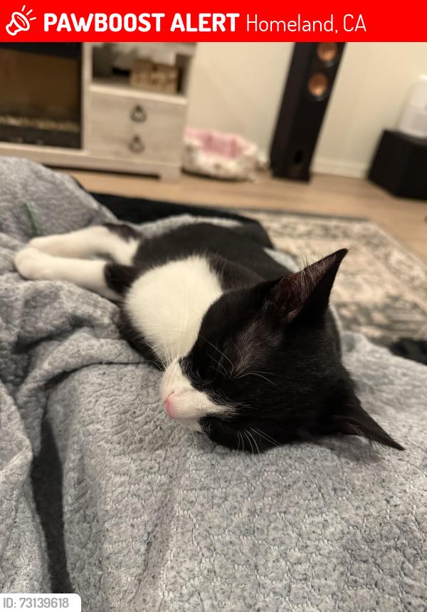 Lost Male Cat last seen Tin mine st and calamity, Homeland, CA 92548