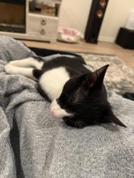 Lost Male Cat last seen Tin mine st and calamity, Homeland, CA 92548
