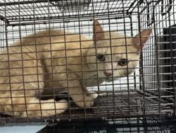 Shelter Stray Female Cat last seen Near Neubert springs rd, Knox County ASO, TN, 3201 Division St, Knoxville, TN 37919, USA