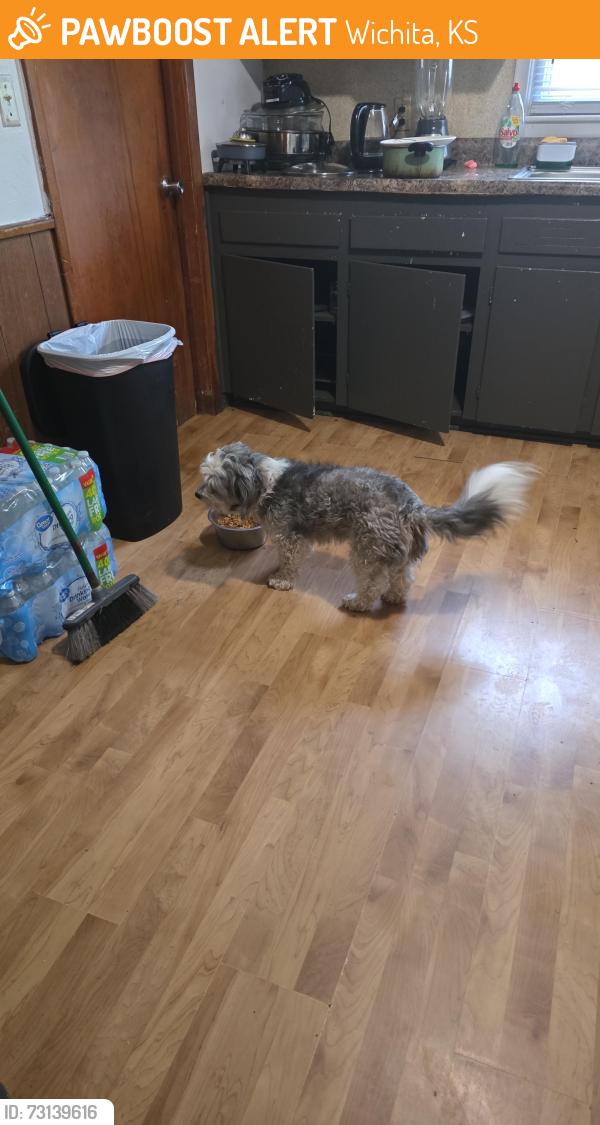 Found/Stray Female Dog last seen Near e tulsa st, Wichita, KS 67216
