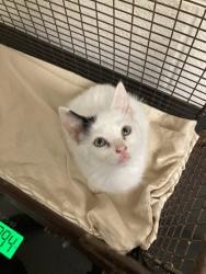 Shelter Stray Male Cat last seen Near block of Coker Ave, City of Knoxville GP, TN, 3201 Division St, Knoxville, TN 37919, USA