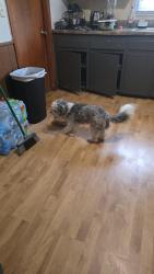 Found/Stray Female Dog last seen Near e tulsa st, Wichita, KS 67216
