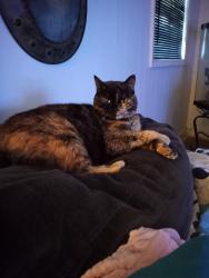 Lost Female Cat last seen Target, Columbus, GA 31904