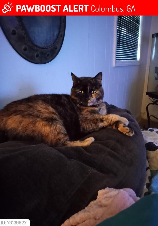 Lost Female Cat last seen Target, Columbus, GA 31904
