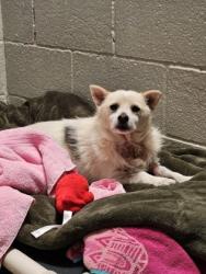 Shelter Stray Male Dog last seen Near Florin Perkins rd, City of Sacramento,, 6201 Florin Perkins Rd, Sacramento, CA 95828, USA